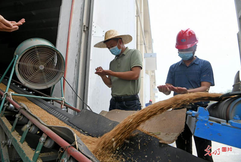 安徽淮南：優(yōu)化服務敞開收購夏糧